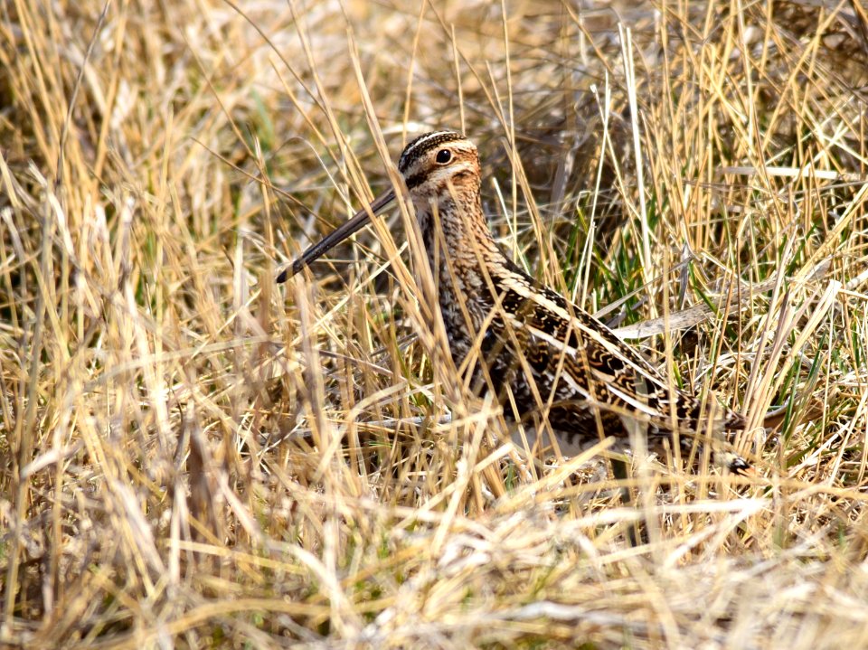 Wilson's snipe at Seedskadee National Wildlife Refuge