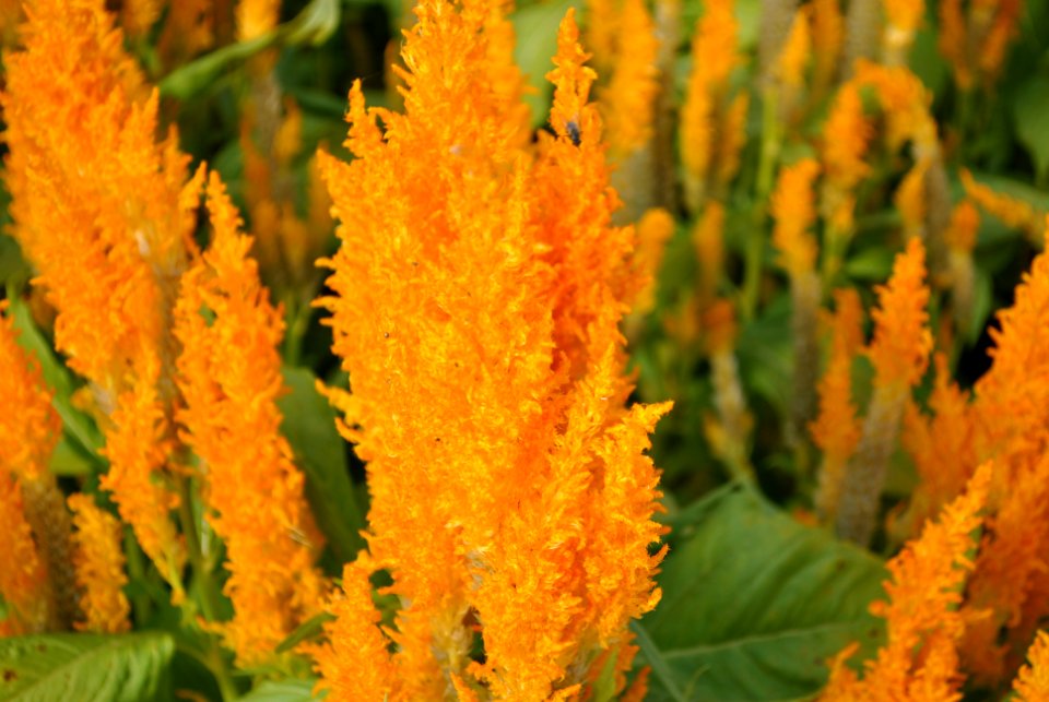 Asan Botanical Garden