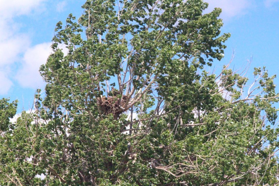 Red Tailed Hawk Nest