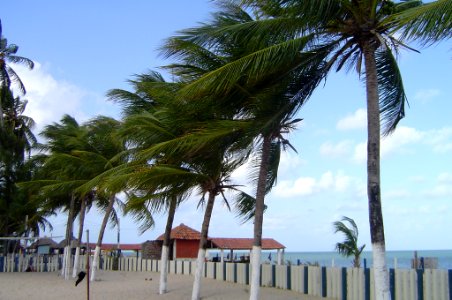 Coconuts palm photo