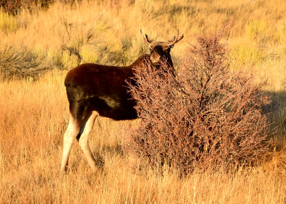 Moose at Seedskadee National Wildlife Refuge