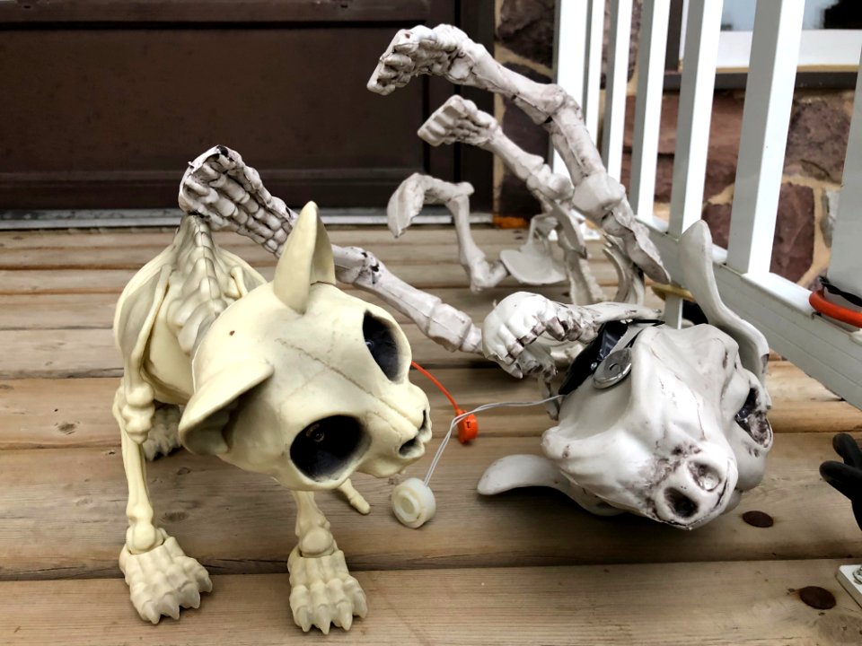 Rollover Skeleton Dog