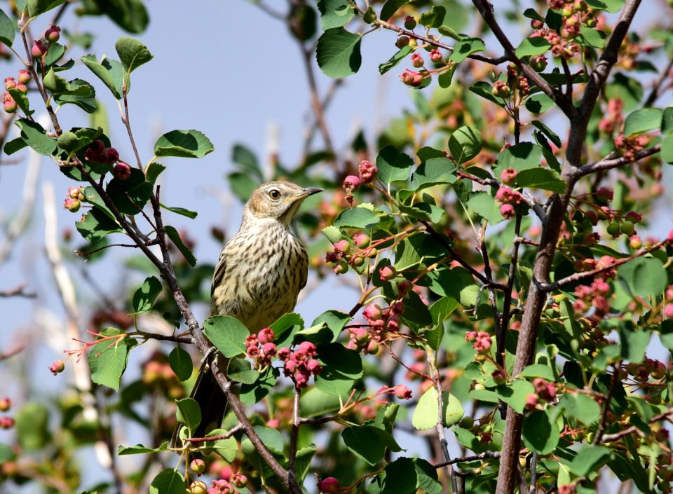 Sage thrasher at Seedskadee National Wildlife Refuge
