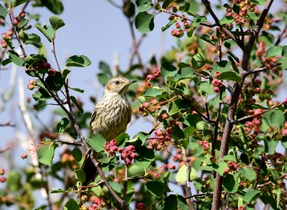 Sage thrasher at Seedskadee National Wildlife Refuge