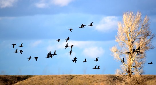 Green-winged teal at Seedskadee National Wildlife Refuge