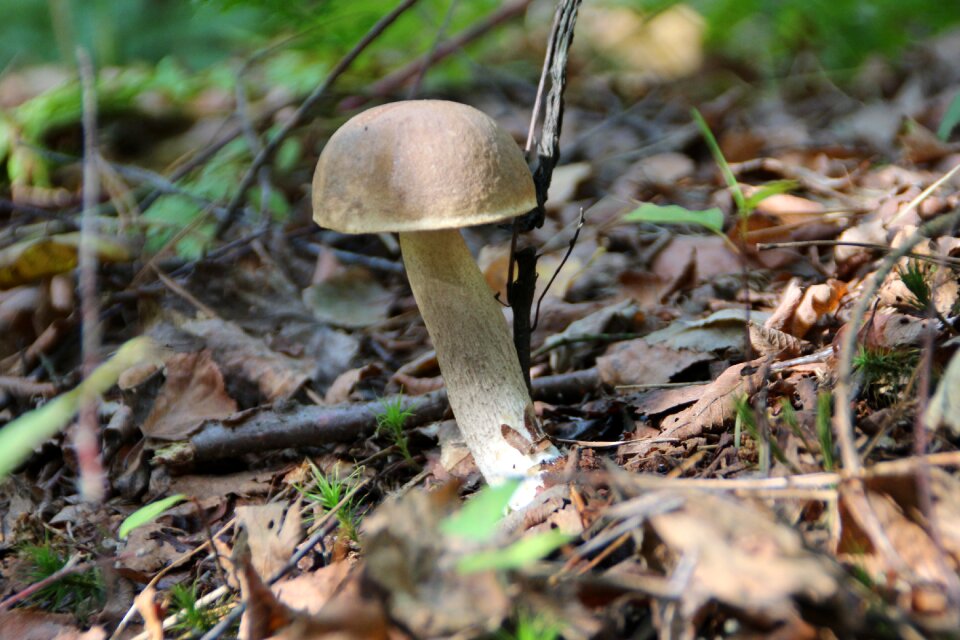 Mushrooms forest collect