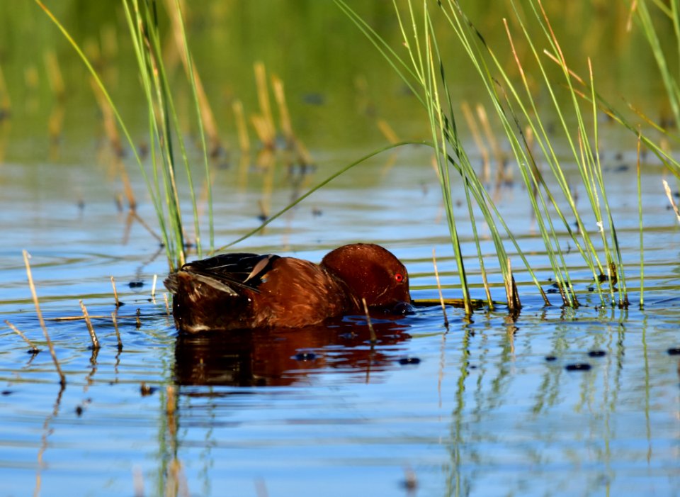 Cinnamon teal at Seedskadee National Wildlife Refuge