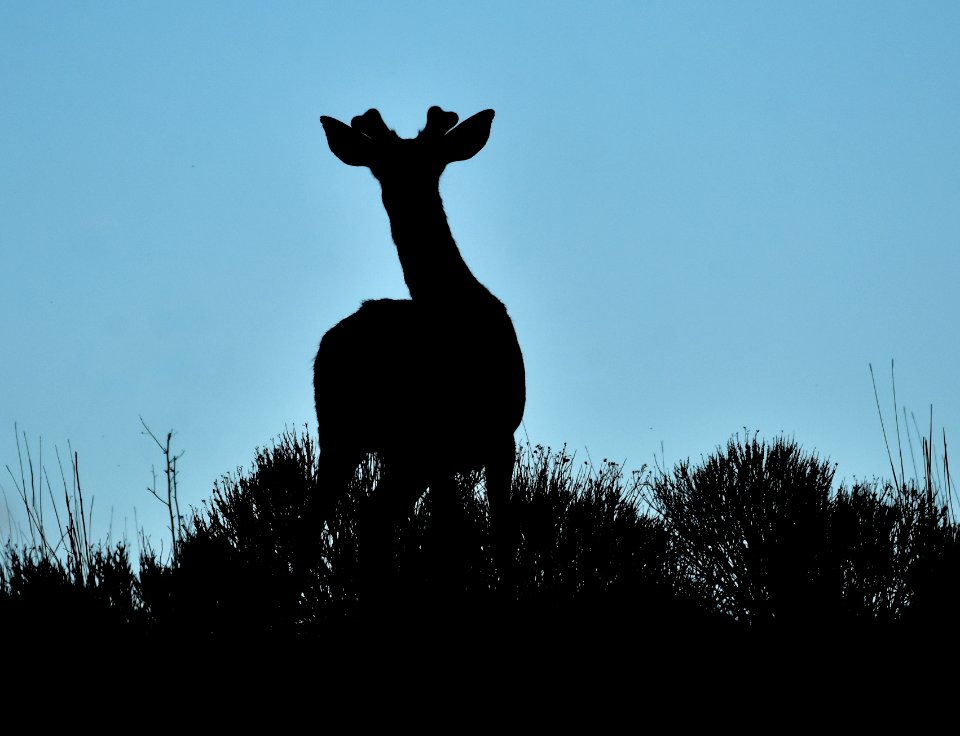 White-tailed deer on Seedskadee National Wildlife Refuge
