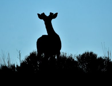 White-tailed deer on Seedskadee National Wildlife Refuge