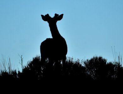 White-tailed deer on Seedskadee National Wildlife Refuge photo