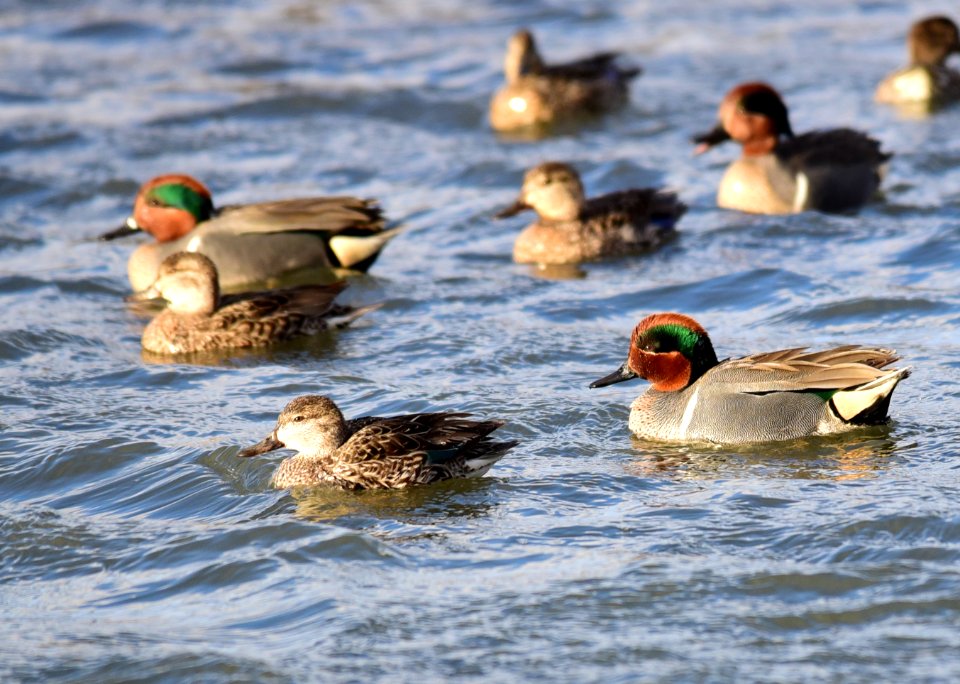 Green-winged teal at Seedskadee National Wildlife Refuge