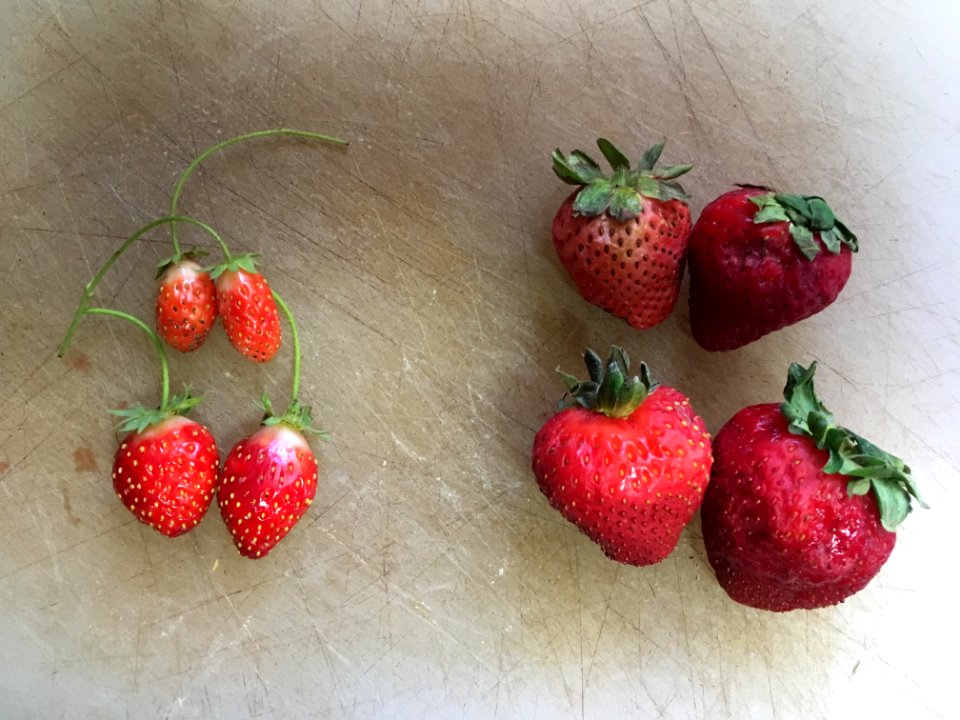 Home Grown Berries Happy to Be Small