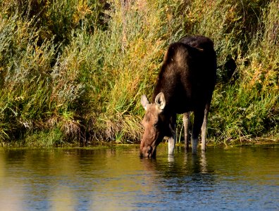 Moose at Seedskadee National Wildlife Refuge