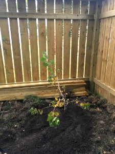 Transplanted Poplar #2