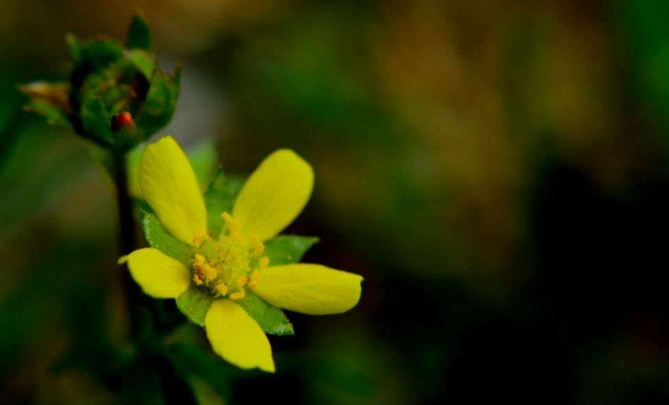 flower