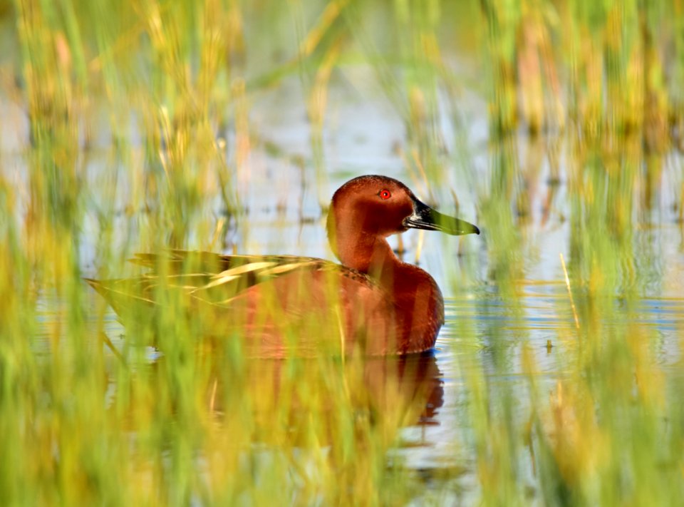 Cinnamon teal at Seedskadee National Wildlife Refuge