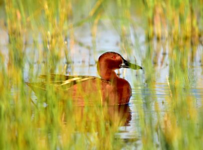 Cinnamon teal at Seedskadee National Wildlife Refuge
