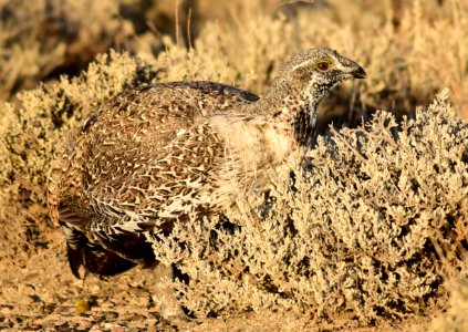 Greater sage-grouse at Seedskadee National Wildlife Refuge