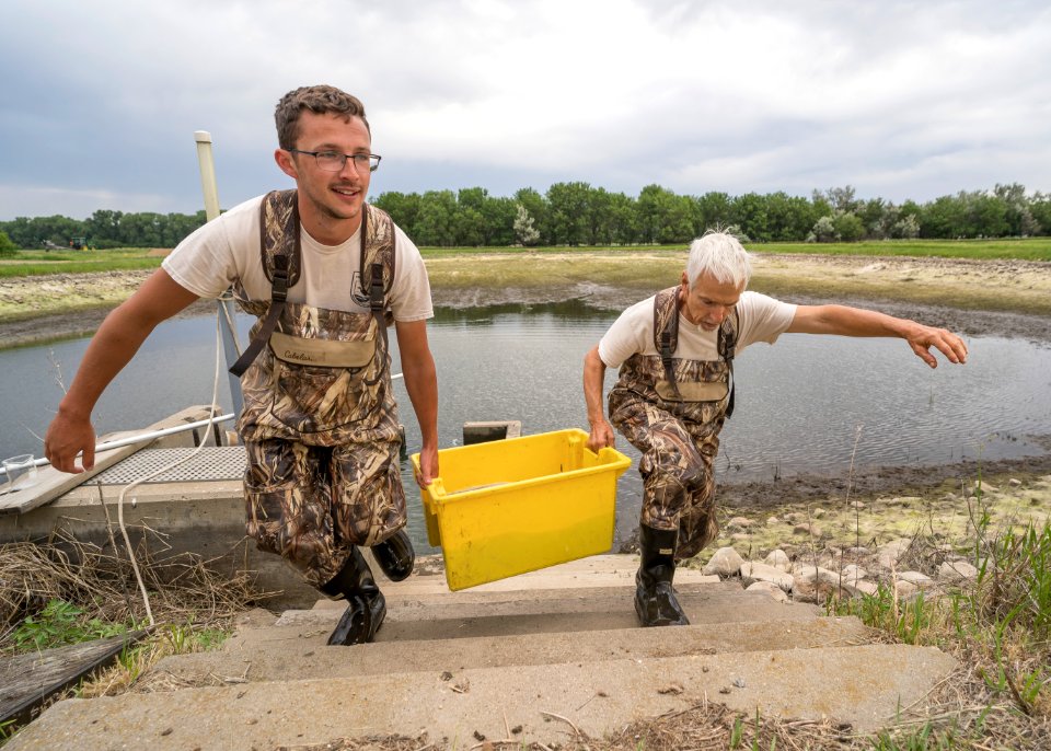 Hatchery Workers Moving Fish