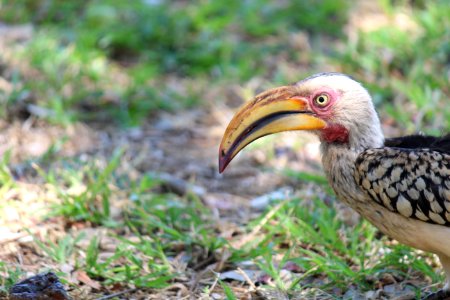 Southern yellow-billed hornbill