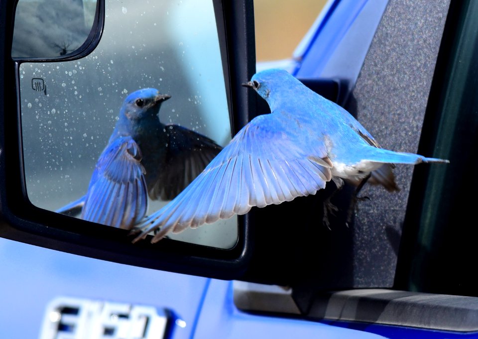 Mountain bluebird at Seedskadee National Wildlife Refuge
