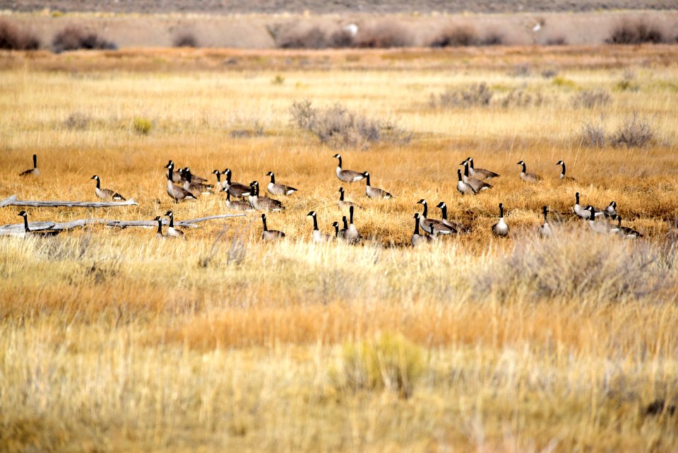 Canada geese at Seedskadee National Wildlife Refuge