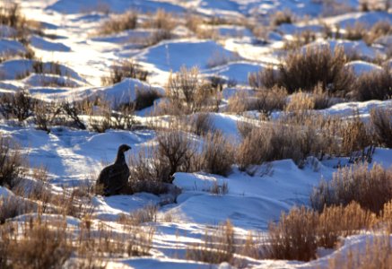 Greater sage-grouse on Seedskadee National Wildlife Refuge