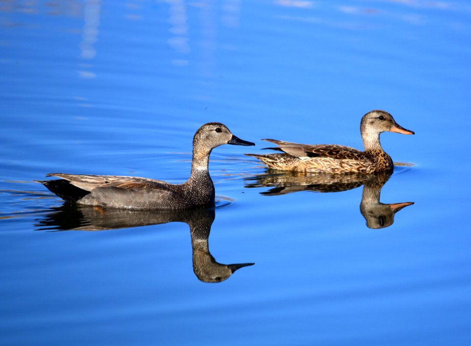 Gadwall drake and hen at Seedskadee National Wildlife Refuge