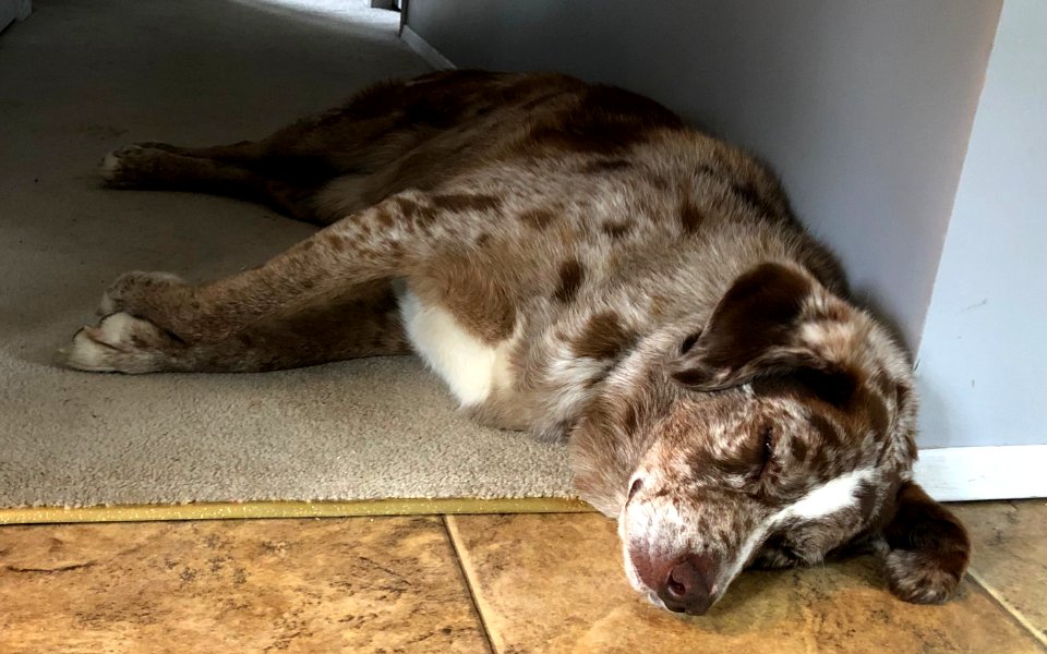 Quarantine is Tiring...