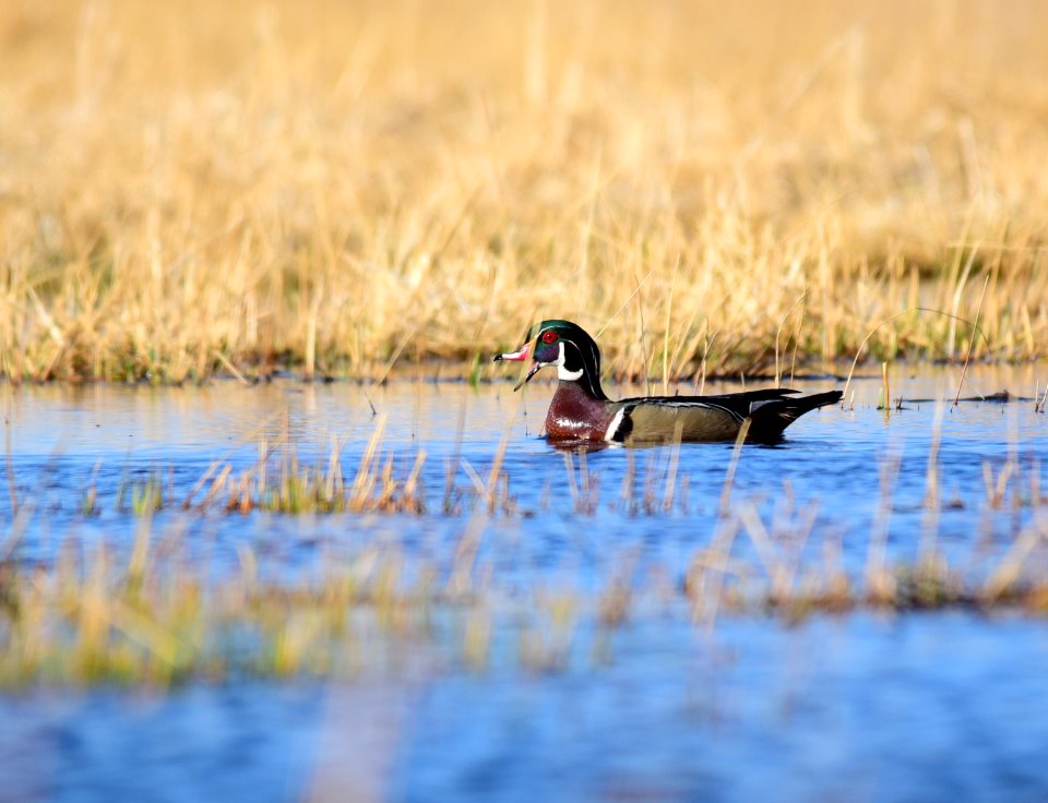 Wood duck at Seedskadee National Wildlife Refuge