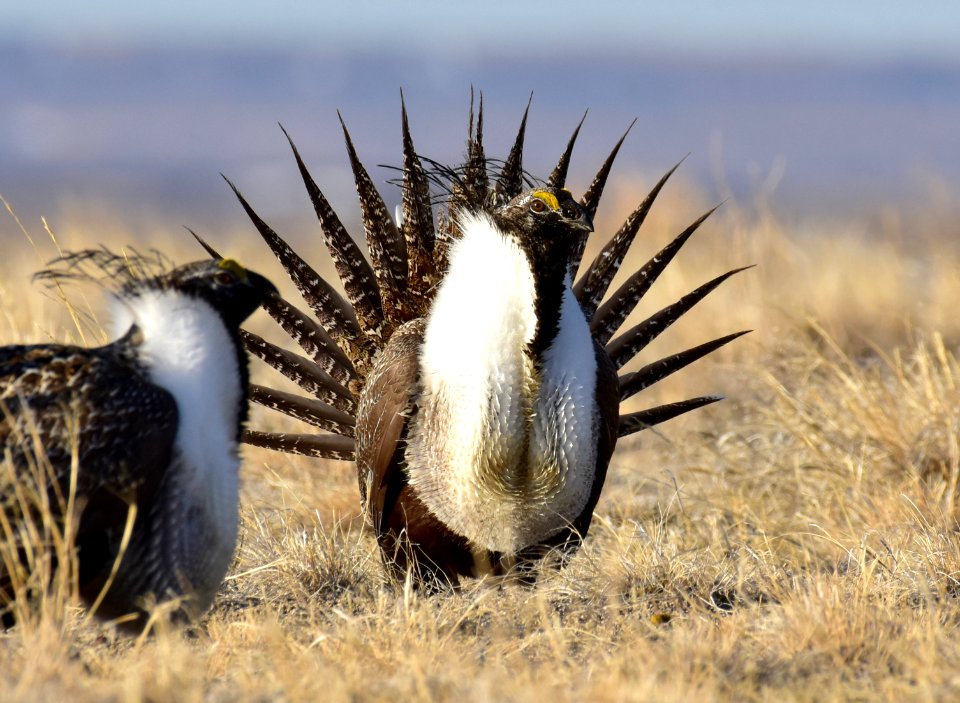 Greater sage-grouse near Seedskadee National Wildlife Refuge