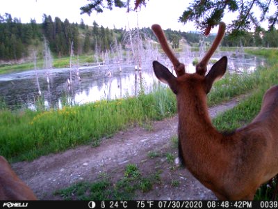 Elk on Trail Camera