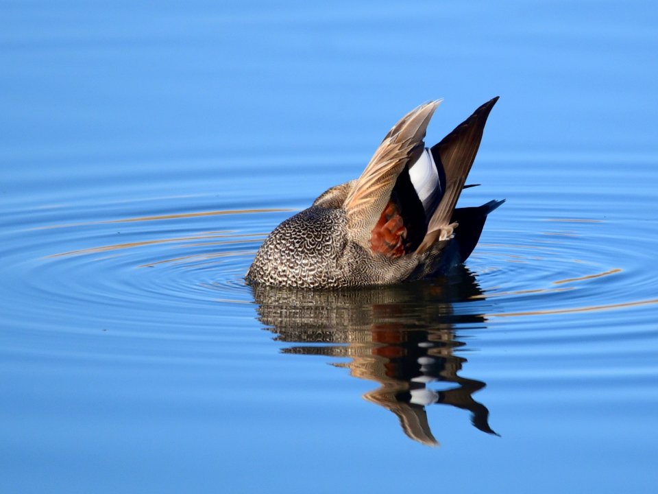 Gadwall on Seedskadee National Wildlife Refuge