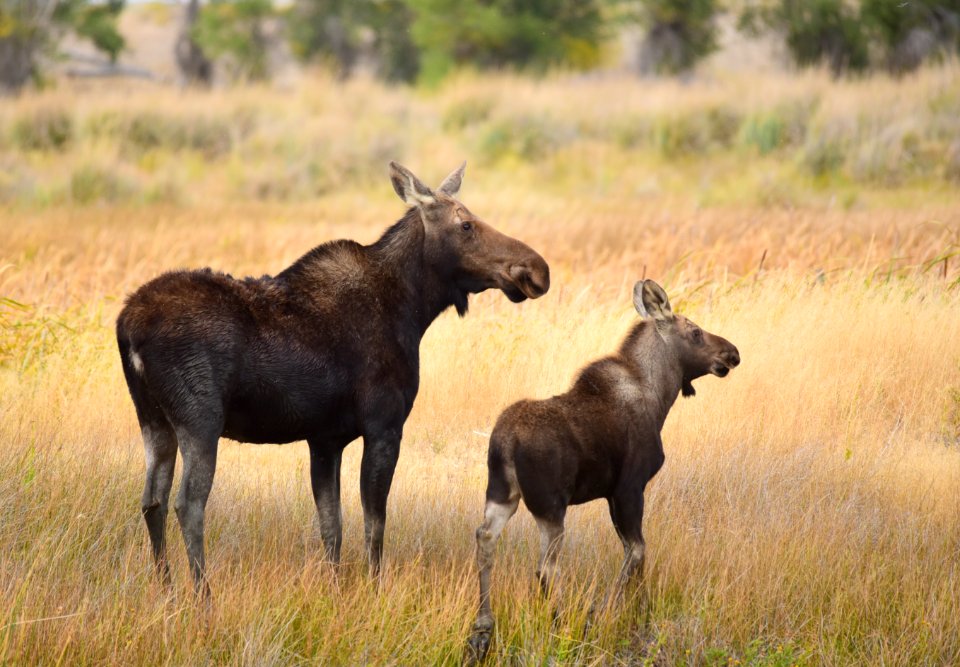 Moose on Seedskadee National Wildlife Refuge