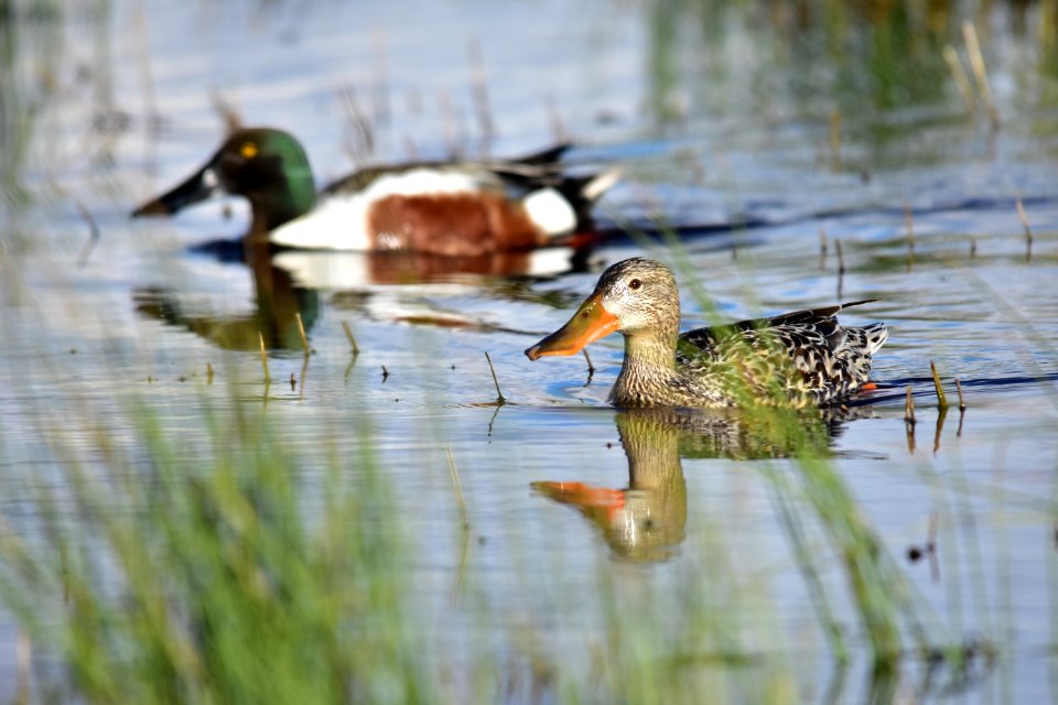 Northern shoveler at Seedskadee National Wildlife Refuge