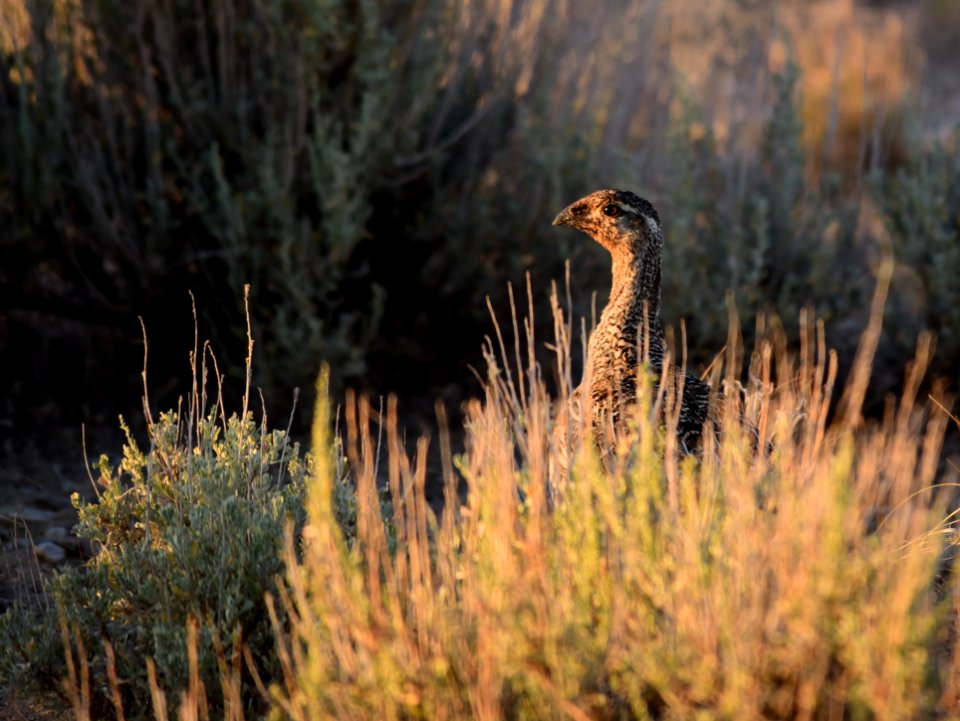 Greater sage-grouse at Seedskadee National Wildlife Refuge