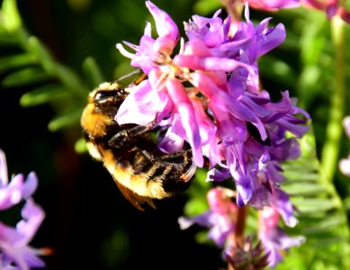 Golden northern bumble bee nectaring on two grooved milkvetch at Arapaho NWR