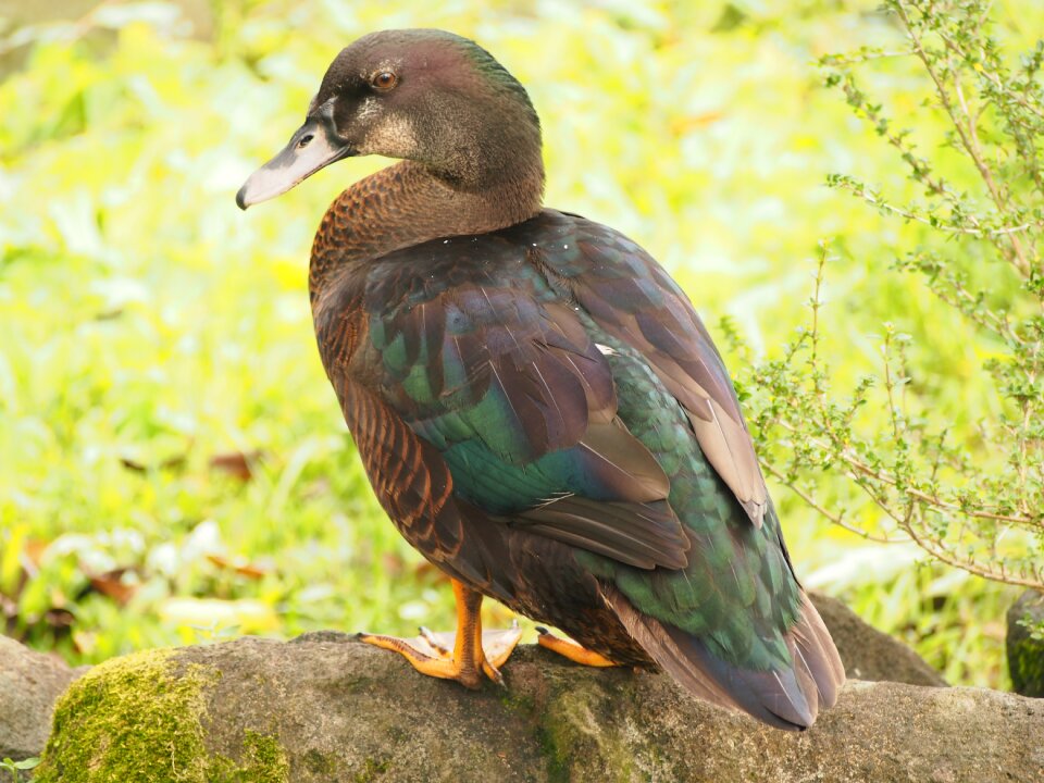 Taipei daan park duck child