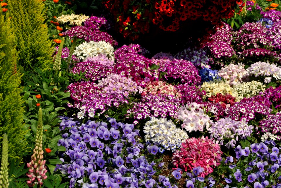 Yeouido Flower Festival