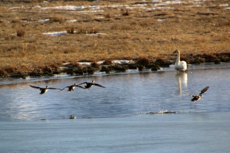Gadwalls in flight