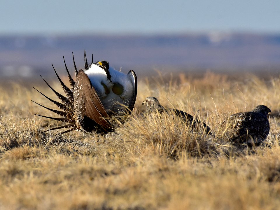 Greater sage-grouse near Seedskadee National Wildlife Refuge