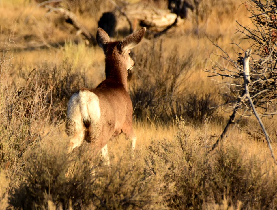 Mule deer at Seedskadee National Wildlife Refuge