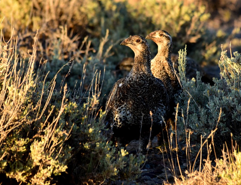 Greater sage-grouse on Seedskadee National Wildlife Refuge