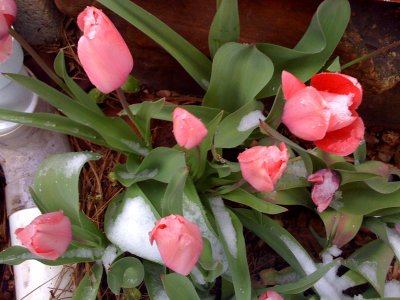 April Spring Surprise