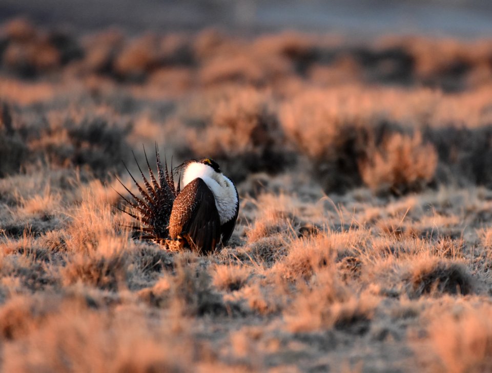 Greater sage-grouse southwest Wyoming