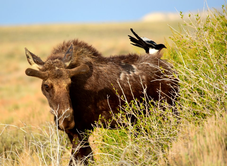 Moose at Seedskadee National Wildlife Refuge