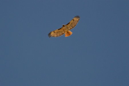 Red Tailed Hawk