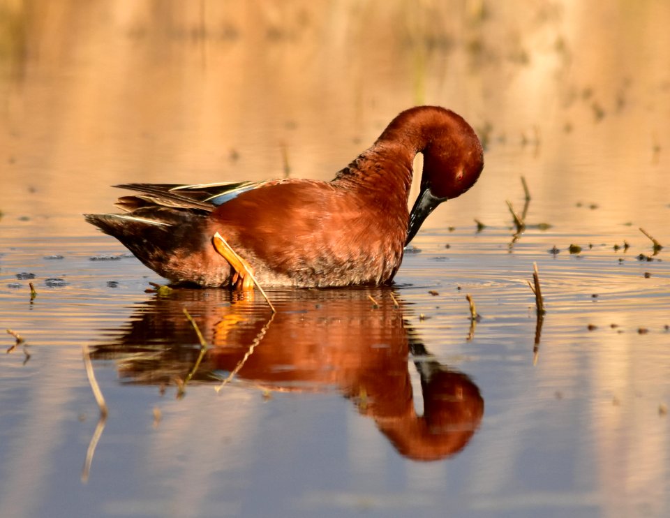 Cinnamon teal at Seedskadee National Wildlife Refuge