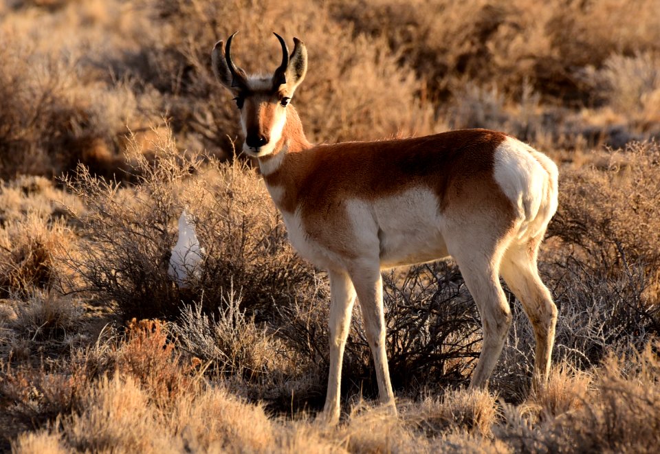 mammal pronghorn on Seedskadee NWR 1454