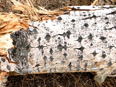 Poplar Bark Morse Code?